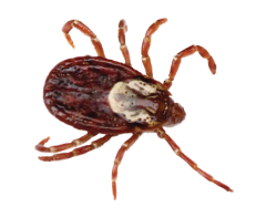 уничтожение клещей