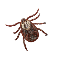 уничтожение клещей