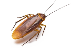 уничтожение тараканов