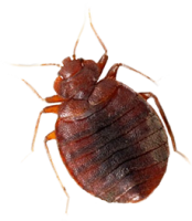 обработка от клопов