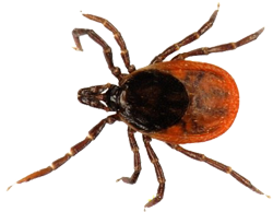 уничтожение клещей