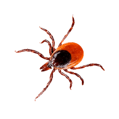 уничтожение клещей