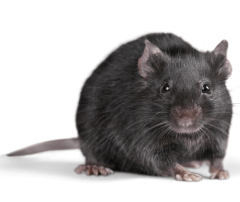 дератизация грызунов