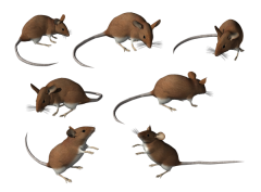 дератизация грызунов