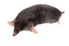 дератизация грызунов