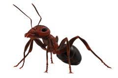 дезинсекция, обработка от тараканов, клопов, блох