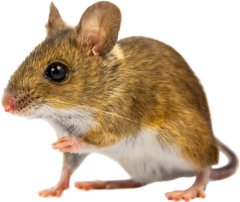 дератизация грызунов